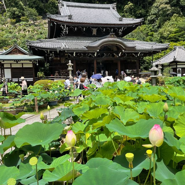  【京都】花の御寺「三室戸寺」