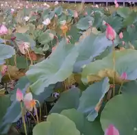 荷花漫漫【龍泉親水生態生態親水公園】