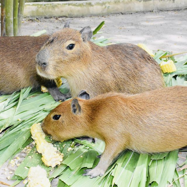 เที่ยวชมคาปิบาร่าสุดน่ารัก @สวนสัตว์เปิดเขาเขียว