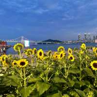 부산여행 광안리 해수욕장 해바라기 🌻