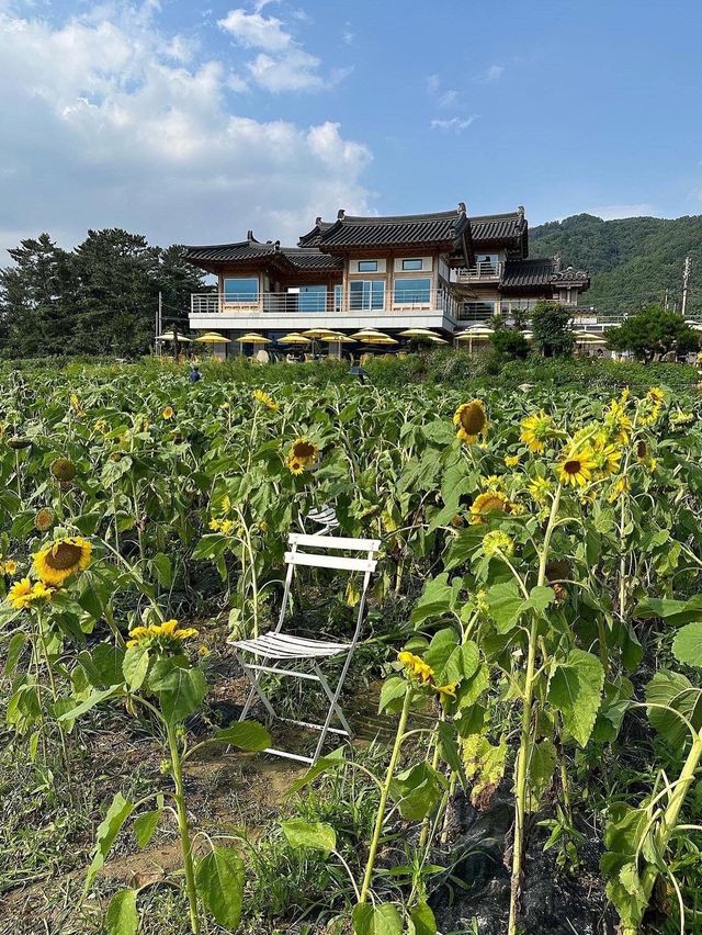 【韓国/慶州】夏はひまわり畑が見れるカフェ🌻