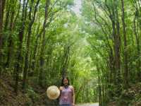 Hanging bridge + Cebu's man made forest