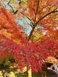 【福岡紅葉】有名な秋月城跡の紅葉🍁