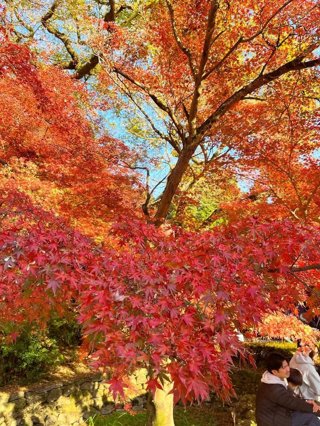 【福岡紅葉】有名な秋月城跡の紅葉🍁