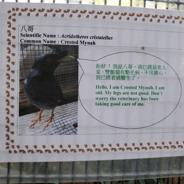新年好去處之步步高陞。元朗公園百鳥塔