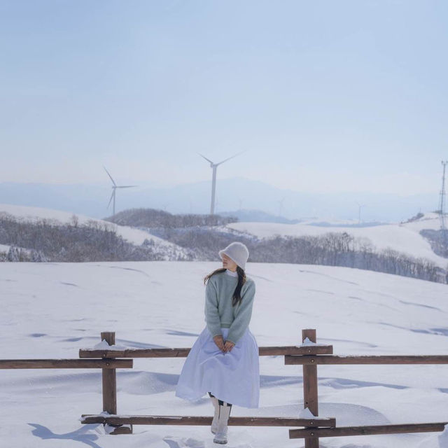 풍차와 함께 하얀눈밭이 가득한 삼양목장❄️