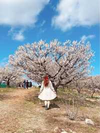 부산 기장 지금 꼭 가야할 매화성지 매화원🌸
