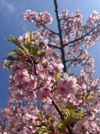 【三浦海岸】海と河津桜