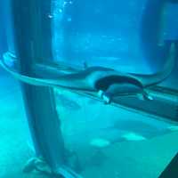 イトマキエイの観察ができるのは世界中探しても海遊館のみ！