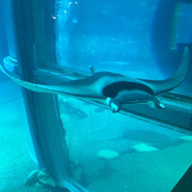 イトマキエイの観察ができるのは世界中探しても海遊館のみ！