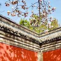 圓明園的玉蘭花
