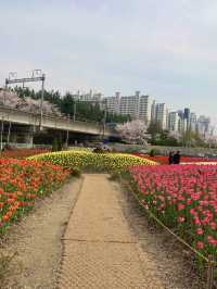 부산 튤립을 만날 수 있는 곳