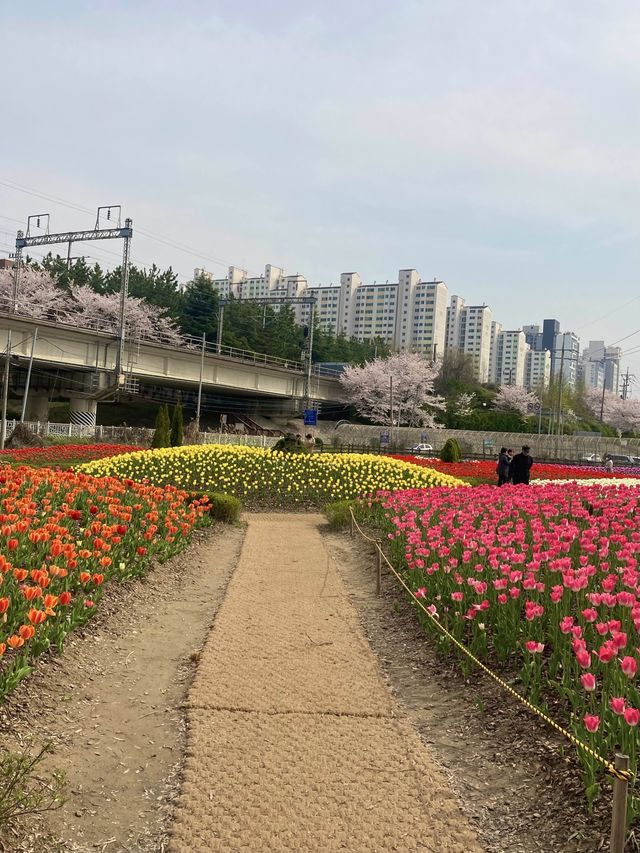 부산 튤립을 만날 수 있는 곳