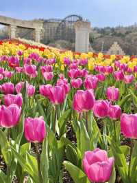 네덜란드 튤립 축제 부럽지 않은 에버랜드🌷