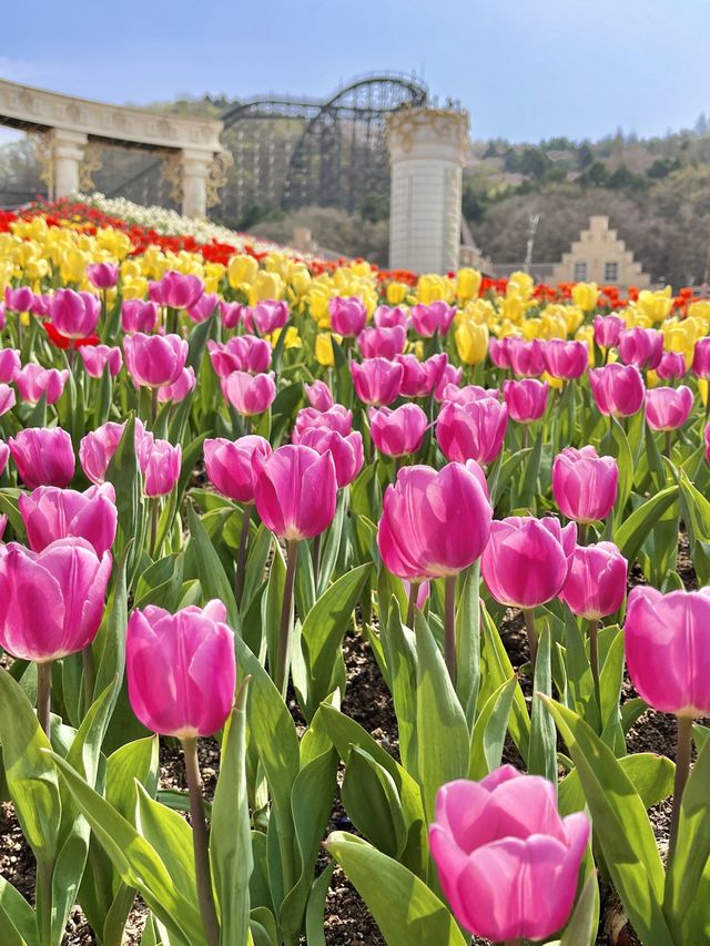 네덜란드 튤립 축제 부럽지 않은 에버랜드🌷