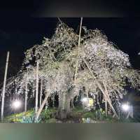 日櫻與夜櫻@上野公園