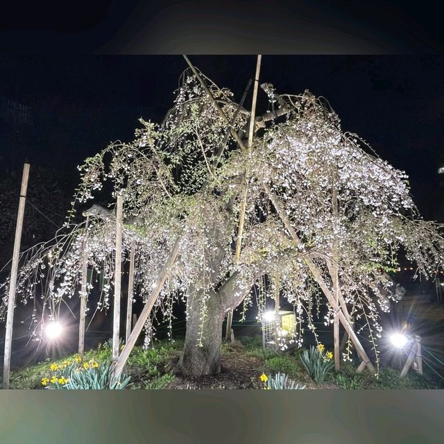 日櫻與夜櫻@上野公園