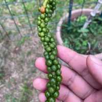 Tropical Fruit Farm: Where Nature Blooms
