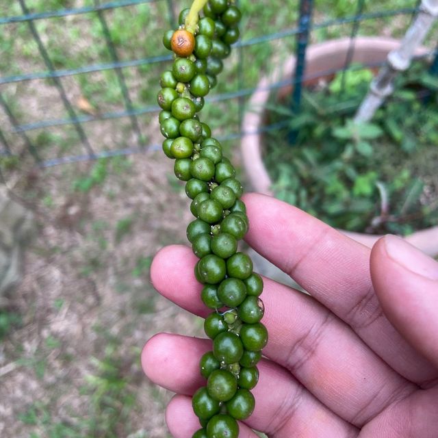 Tropical Fruit Farm: Where Nature Blooms