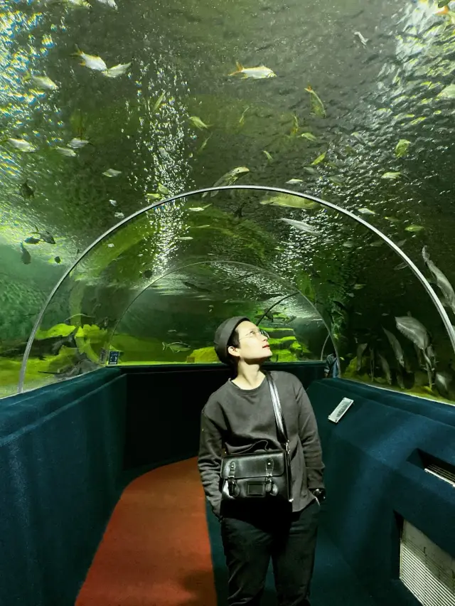 ‘ซู อควาเรียม’ พิพิธภัณฑ์สัตว์น้ำที่ใหญ่ในภาคเหนือ