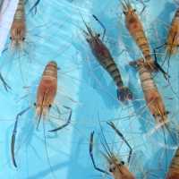 2.5小時🕝任食🦐流水蝦之樂😆