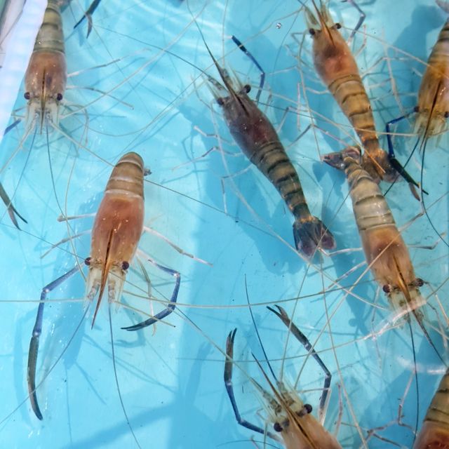 2.5小時🕝任食🦐流水蝦之樂😆