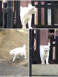 【東京都/今戸神社】招き猫発祥の可愛い神社