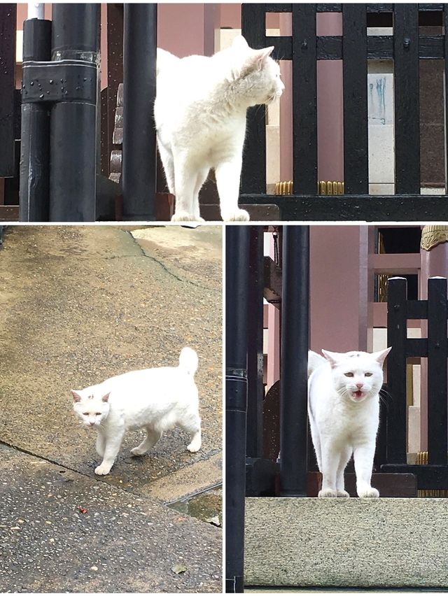 【東京都/今戸神社】招き猫発祥の可愛い神社