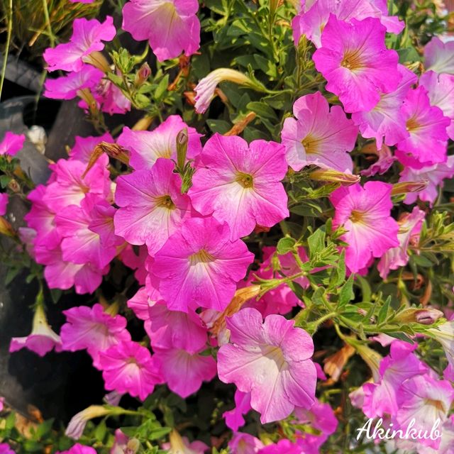 คาเฟ่กลางทุ่งนา นครนายก