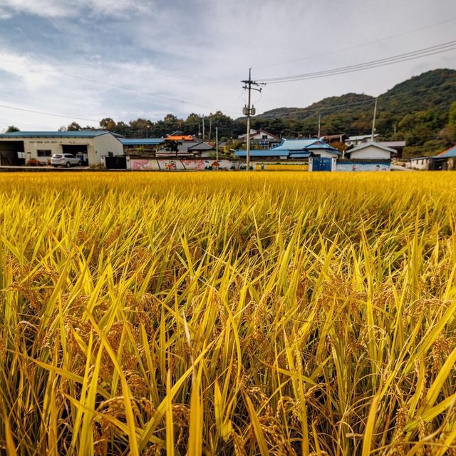 Beautiful Autumn View of Nangseong-myeon 