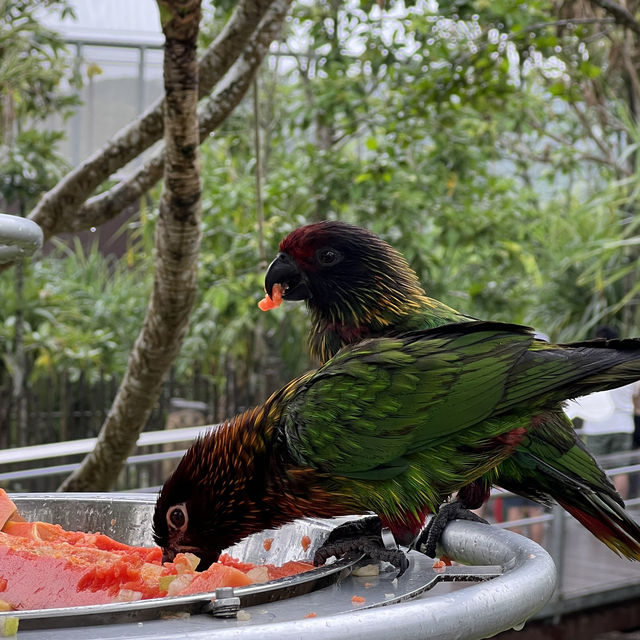 Asia Largest Birdpark - TIPS shared!