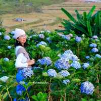 เที่ยวสวนไฮเดรนเยีย ดอยอินทนนท์ เชียงใหม่