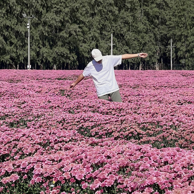 🌸🌷 ทุ่งดอกไม้บานแล้วที่ : ทุ่งสวรรค์ตะวันใส 