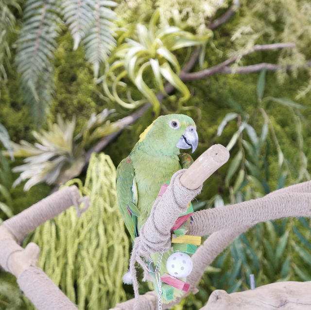 앵무새 만나볼 수 있는 카페, 어반오프🦜