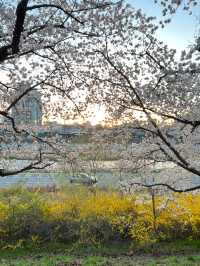 청주 벚꽃명소🌸 무심천🏞️