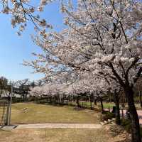 🌸숨은 벚꽃 명소, 메이필드 호텔🌸 