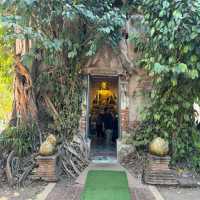 Unseen Thailand, Buddha image in tree