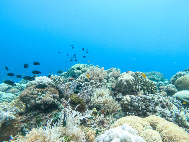 Snorkeling Paradise: Panglao, Bohol