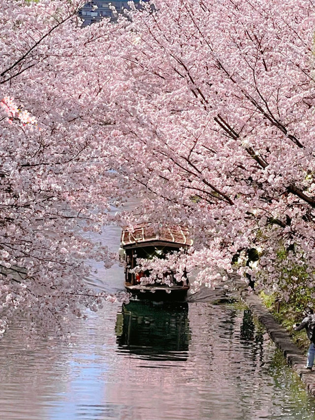 京都小眾游船🚢賞櫻🌸伏見十石舟