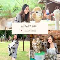 Magical Adventure at Alpaca hill