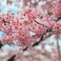 京都　淀水路の河津桜