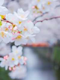 雨の日も晴れの日も🌸中目黒の桜の穴場の時間