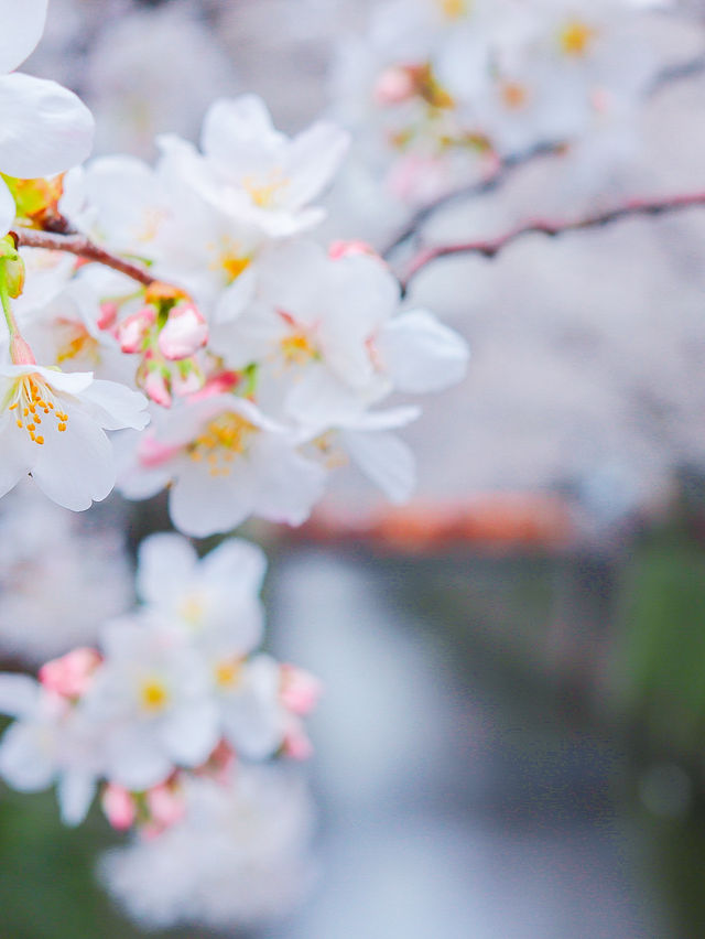 雨の日も晴れの日も🌸中目黒の桜の穴場の時間