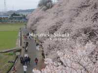 Harumeki Sakura ซากุระบานสวยที่ Kanagawa