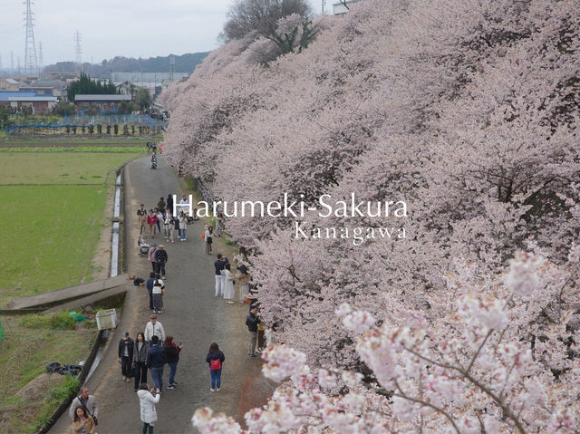 Harumeki Sakura ซากุระบานสวยที่ Kanagawa