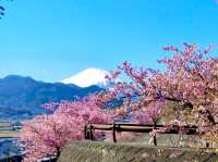 Cherry Blossoms Walking Path