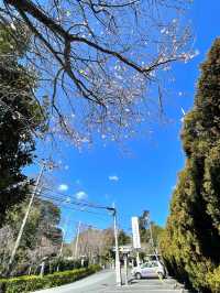 【検見川神社/千葉県】検見川さくら祭り2024