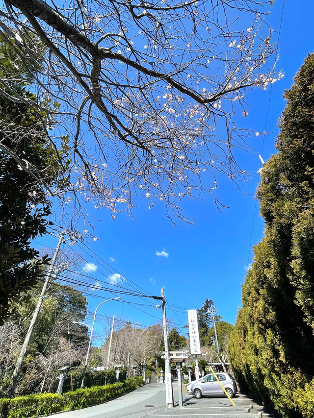 【検見川神社/千葉県】検見川さくら祭り2024