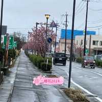 熊本縣早櫻：肥後大津站Aeon旁車路
