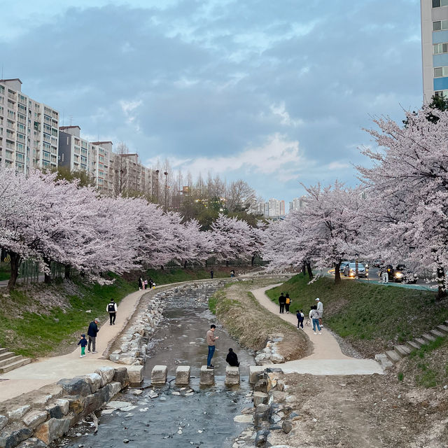 실시간 청주 벚꽃 스팟 ! 